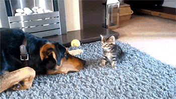 Dog and Cat GIFs