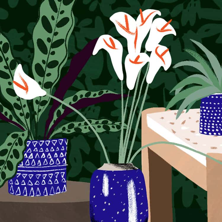 Table and plants illustration for CB2