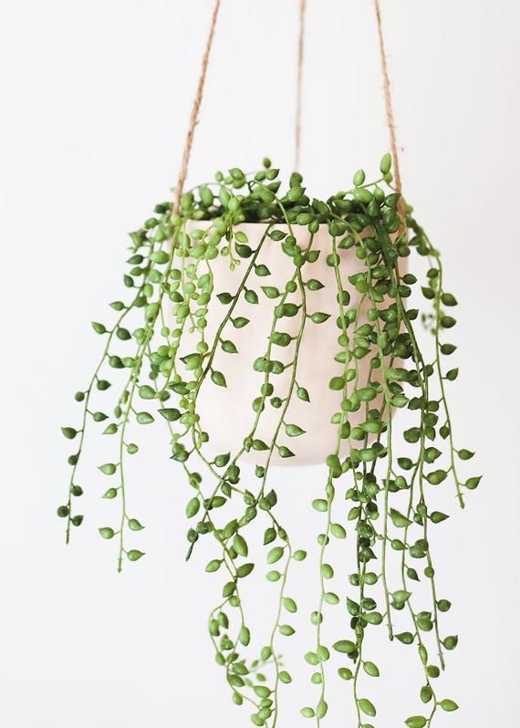 NativeWestCalifornia + String of Pearls Live Succulent
