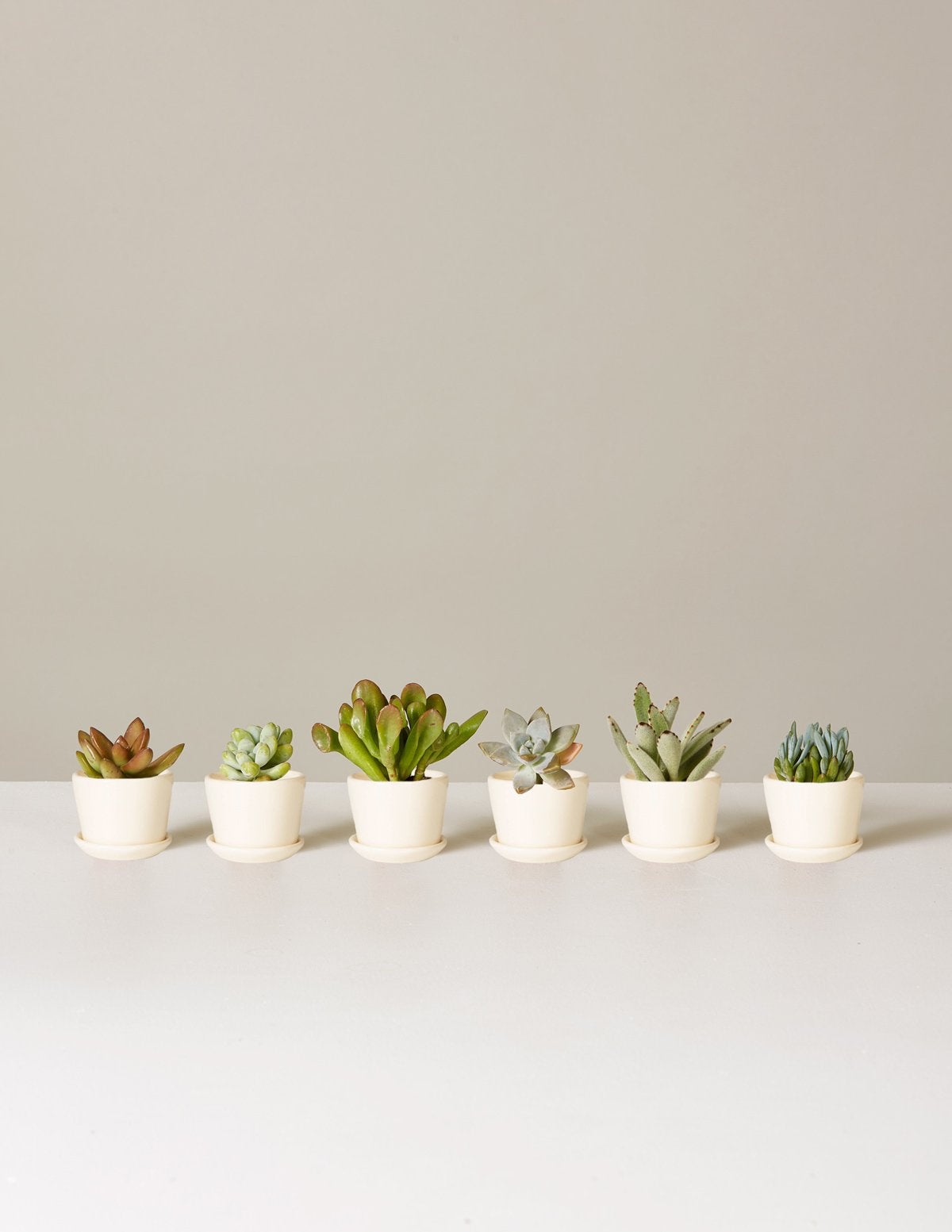 The Smol Things Smol Things,