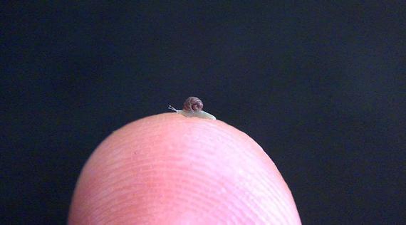 The Smol Things Smol Things,