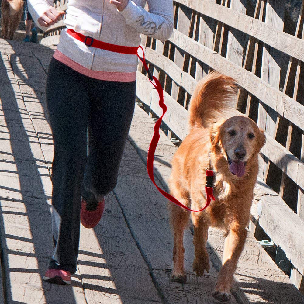 buddy system hands free leash