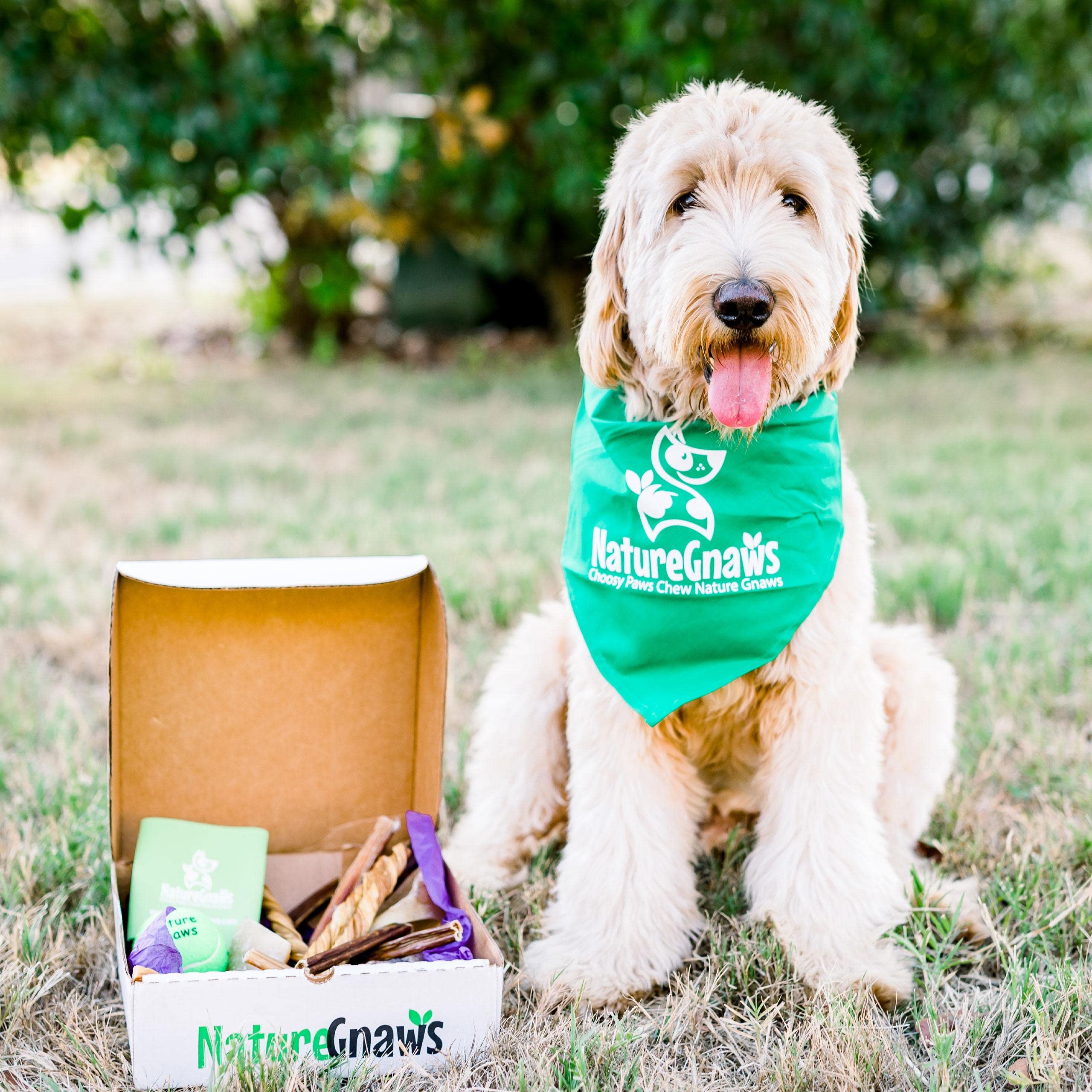 top dog subscription boxes