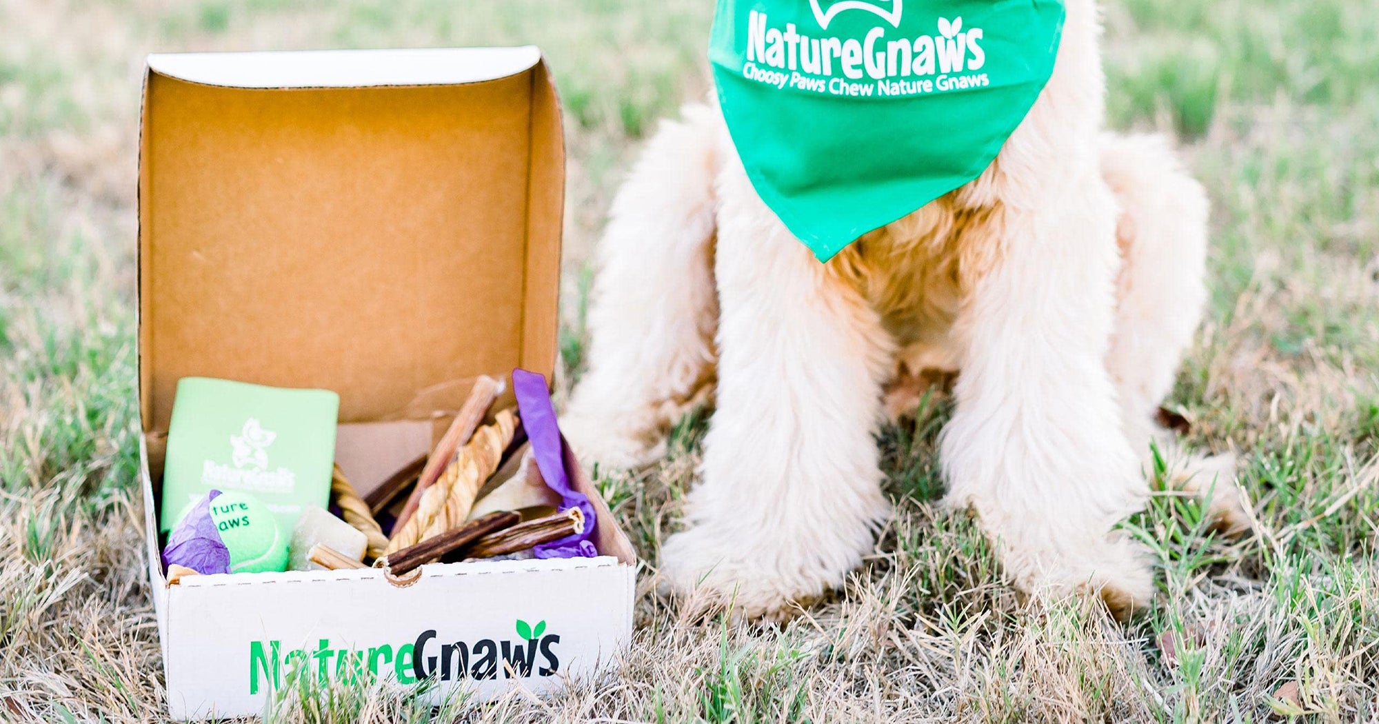 The Best Dog Subscription Boxes In 2020