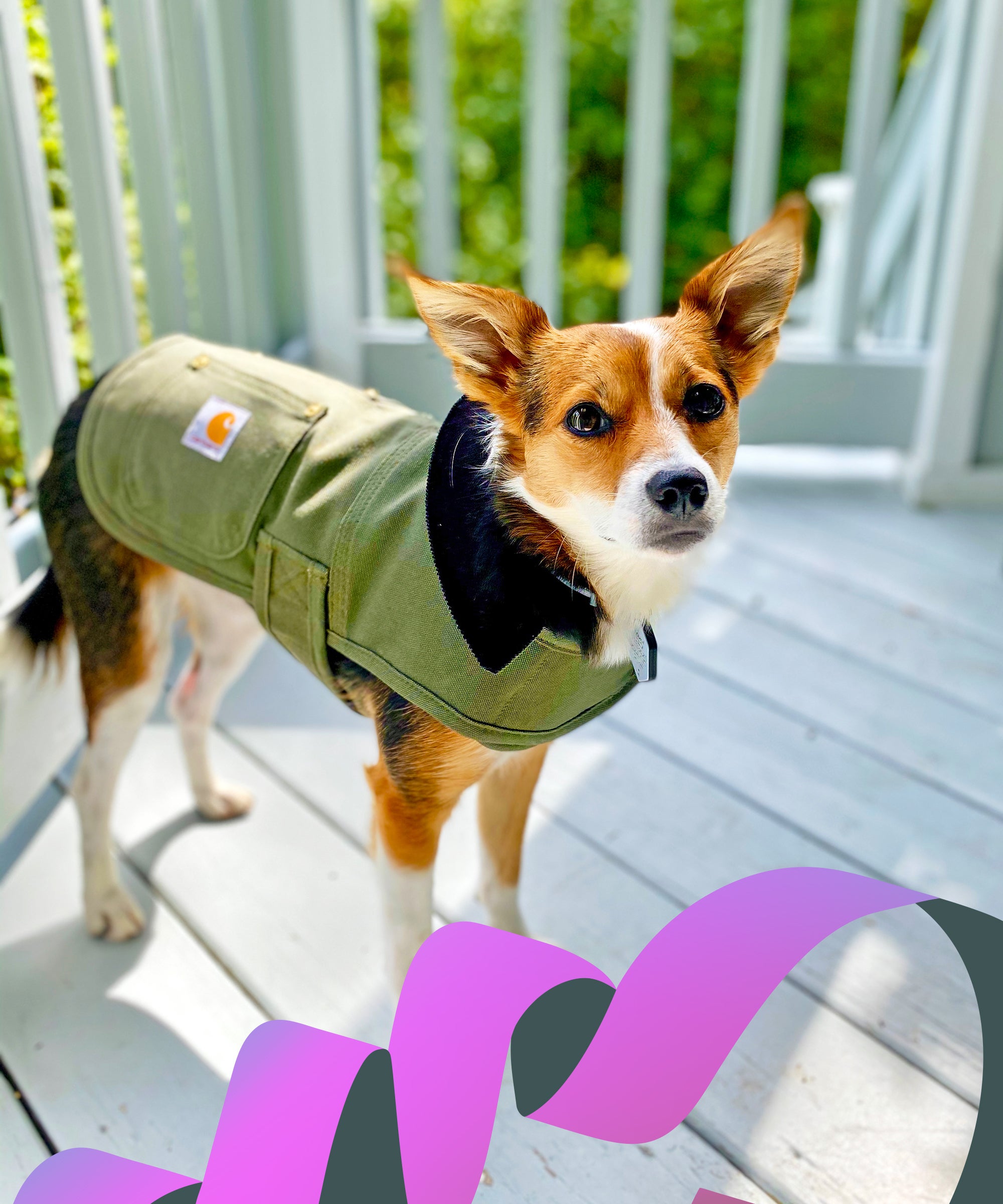 pet gift guide