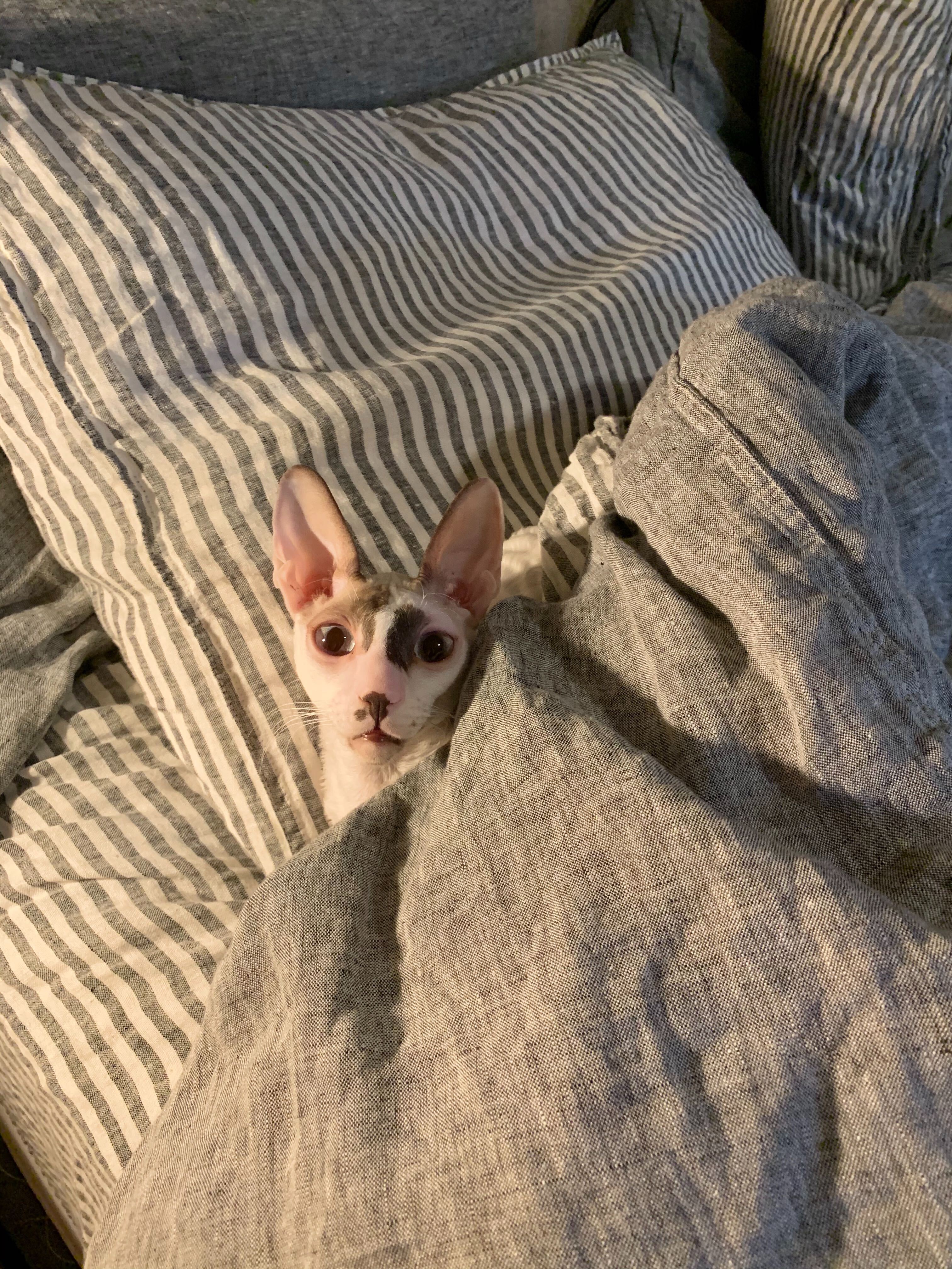 Brooklinen + Linen Standard Pillowcase Set of 2