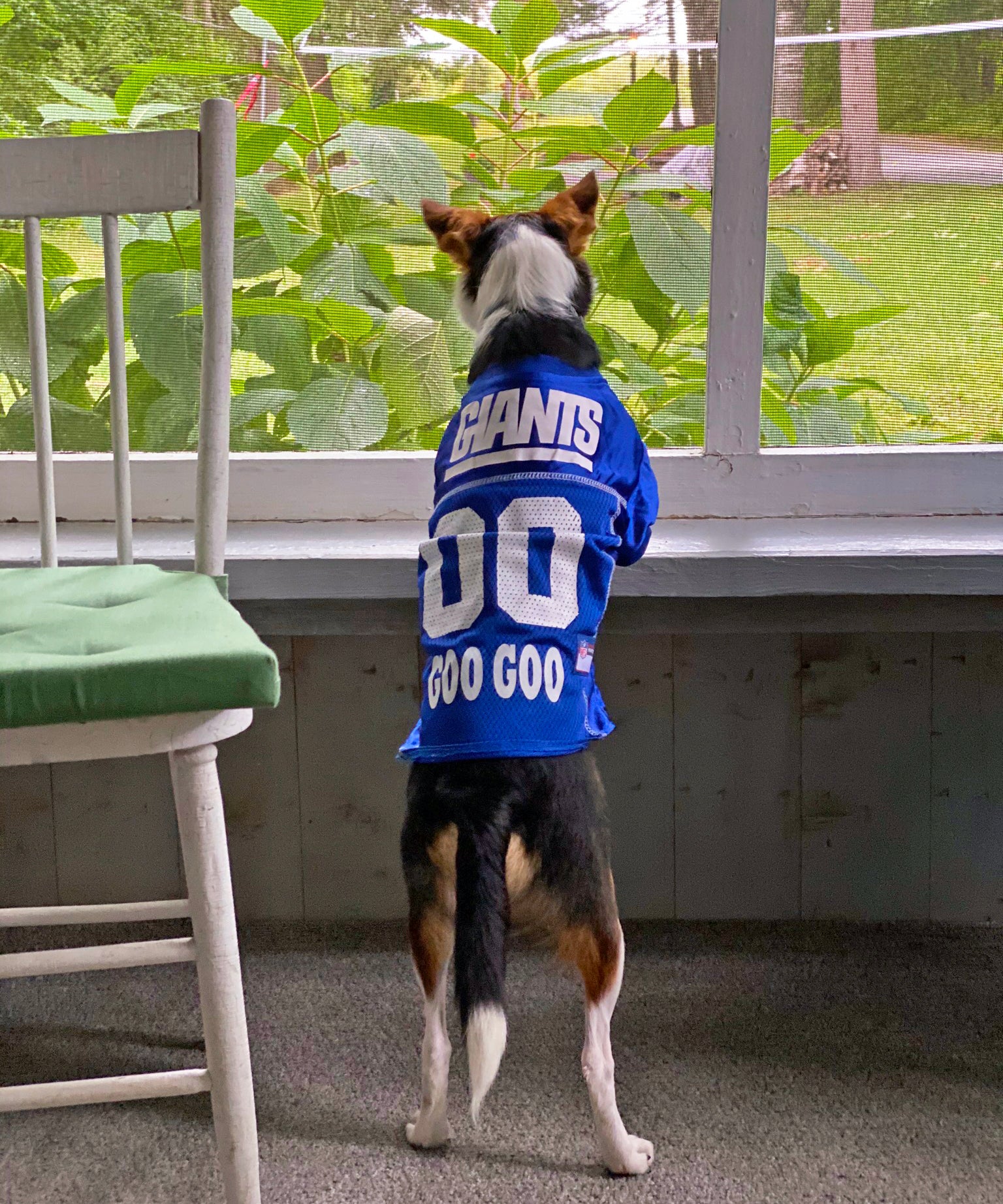 nfl dog jersey custom