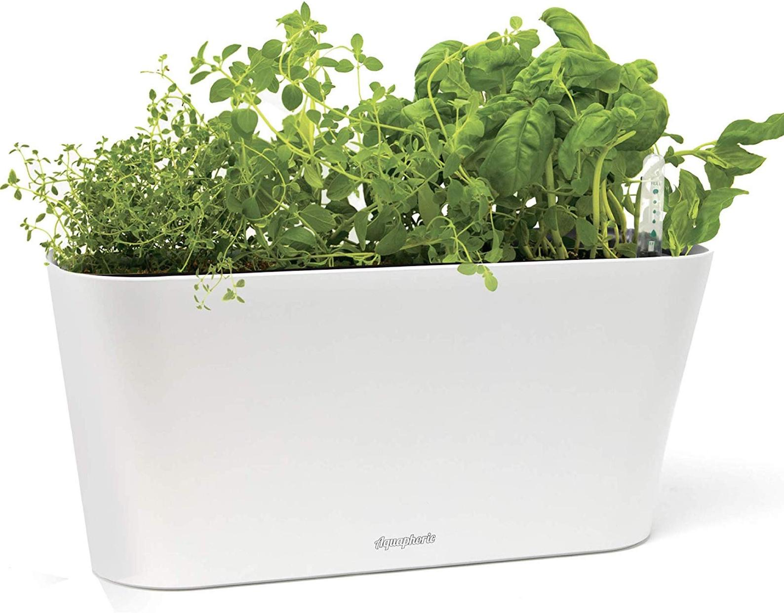 Just How Easy Is a Self-Watering Herb Kit? (Extremely), image size:1588x1243