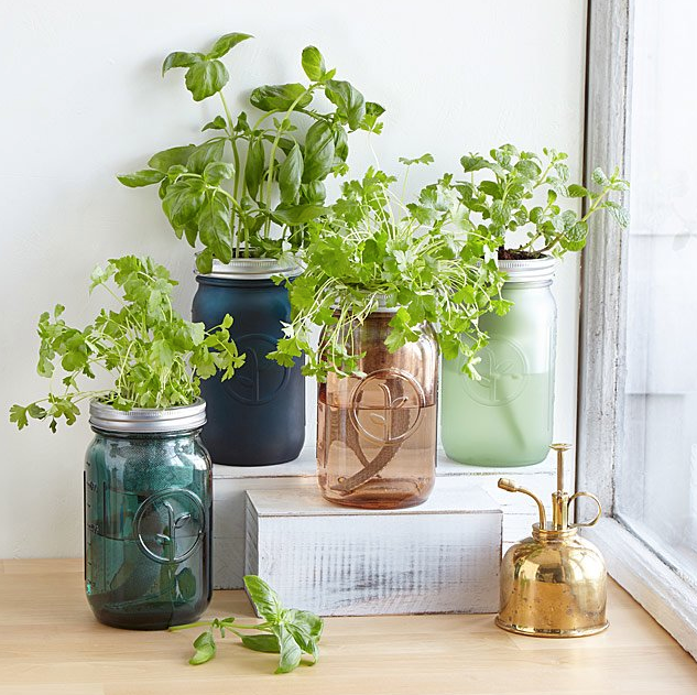 Goods + Mason Jar Indoor Herb Garden