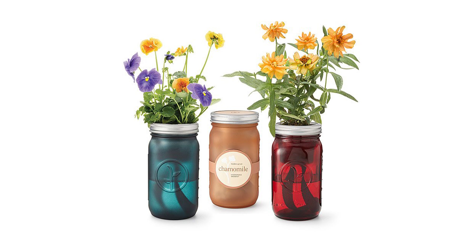 Best Plant Gifts To Give More Than Flowers On Christmas