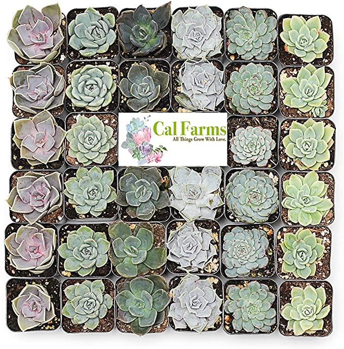 Amazon Sells Plants Amazon Sells Plants