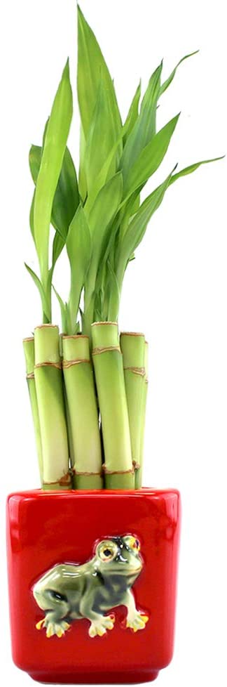 Amazon Sells Plants Amazon Sells Plants