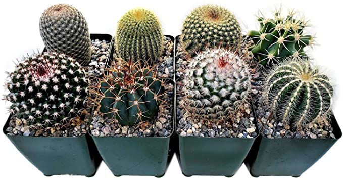 Amazon Sells Plants Amazon Sells Plants