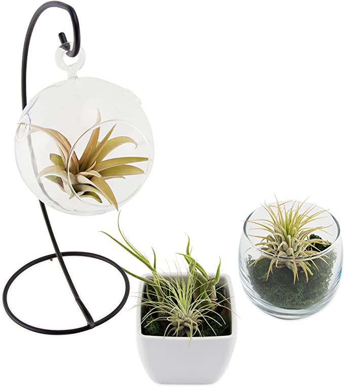 CTS Air Plants Store + 5 Pack Assorted Tillandsia Air Plants