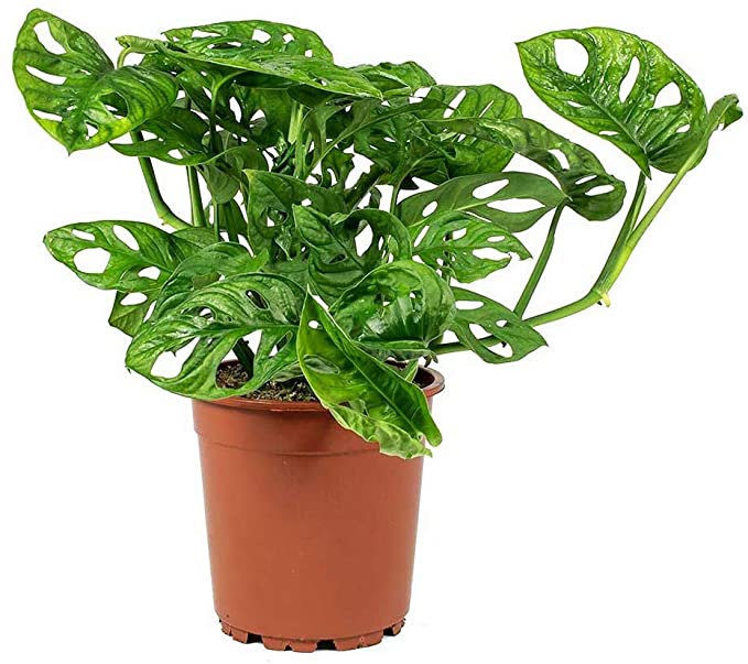 Top Indoor Air Purifier AMERICAN PLANT EXCHANGE Golden Pothos Easy Care Live Plant 6 Pot