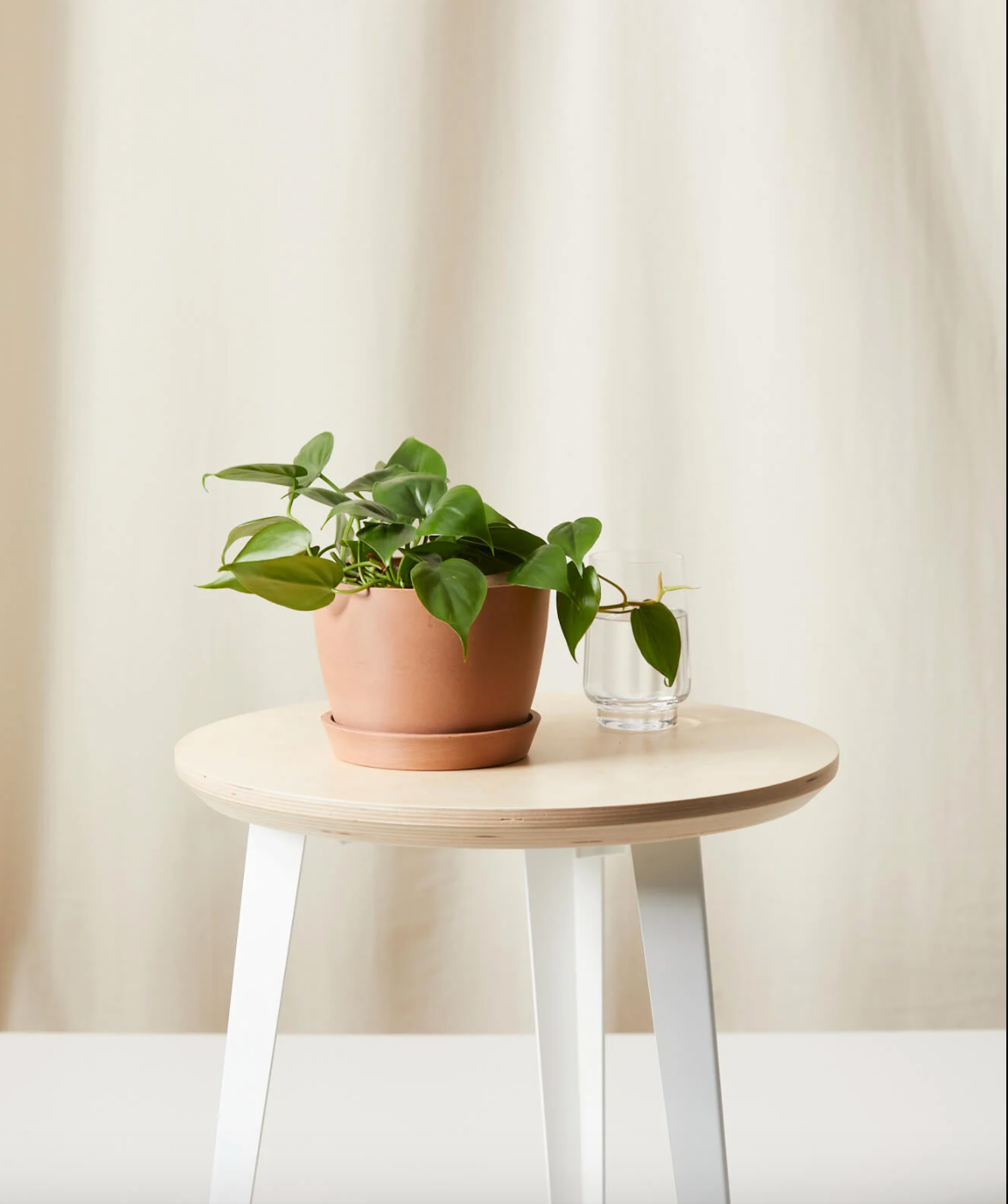 Ordering Plant Online