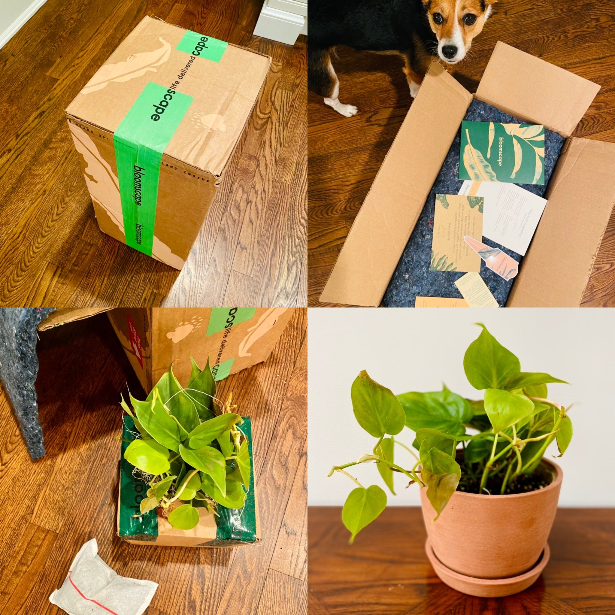 Ordering Plant Online