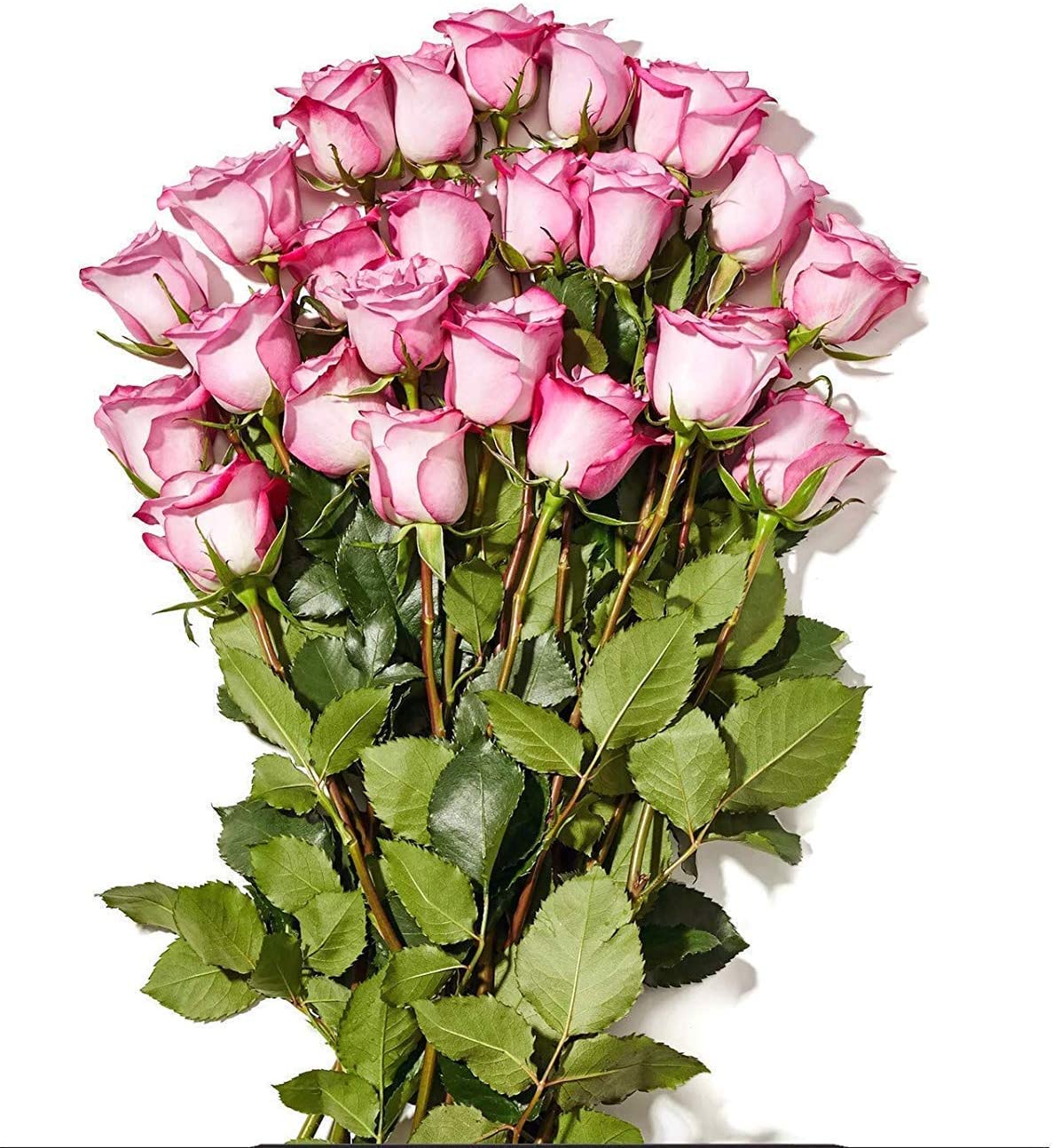 Whole Foods Market + Whole Trade Roses