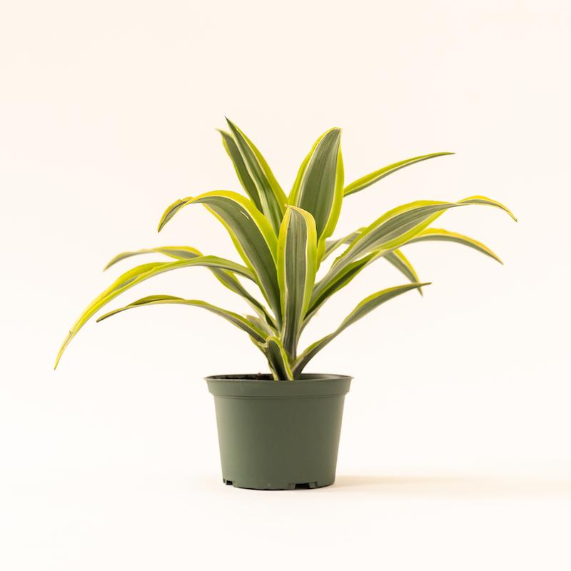 Ordering Plant Online Ordering Plant Online
