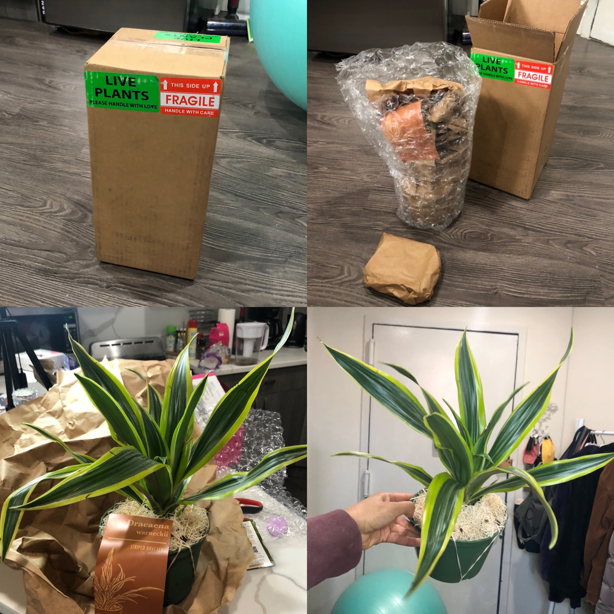 Ordering Plant Online
