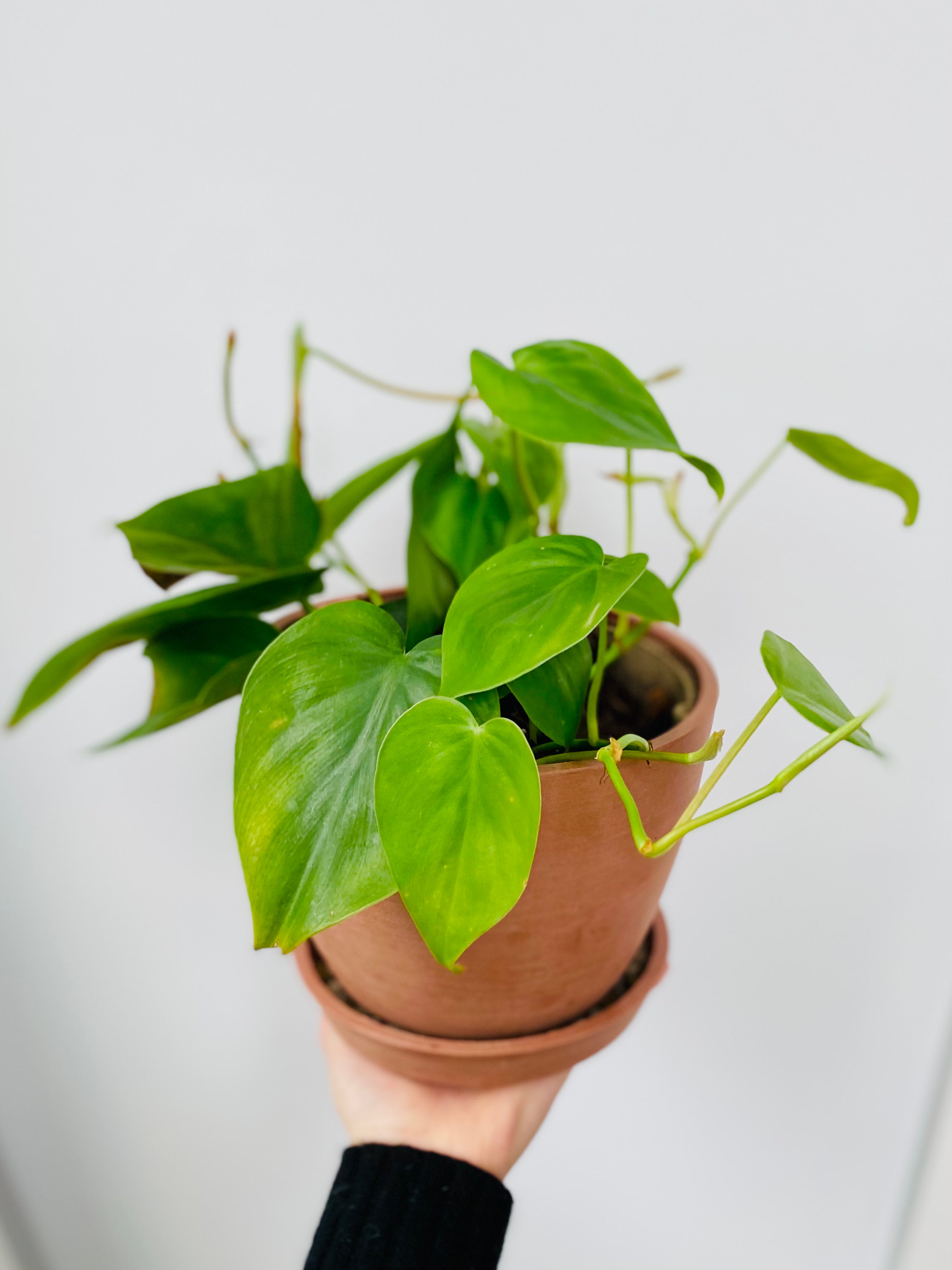 Ordering Plant Online Ordering Plant Online