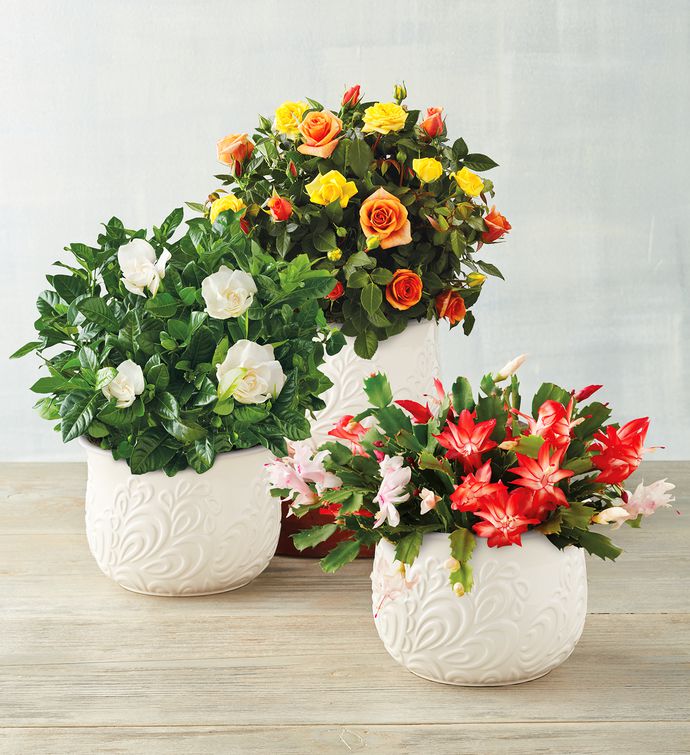 Harry & David + Gift Plant of the Month Club