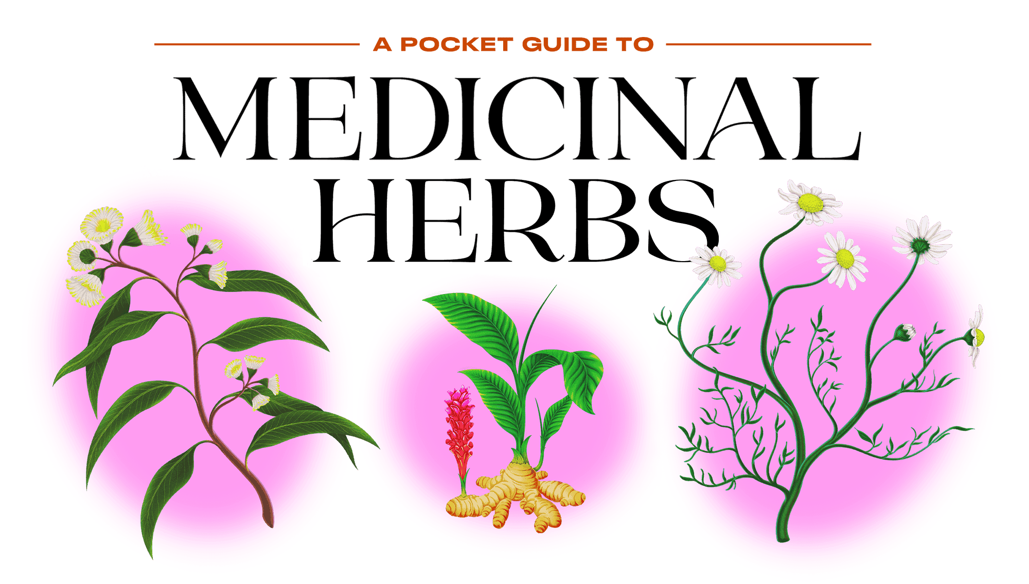 A Pocket Guide to Medicinal Herbs