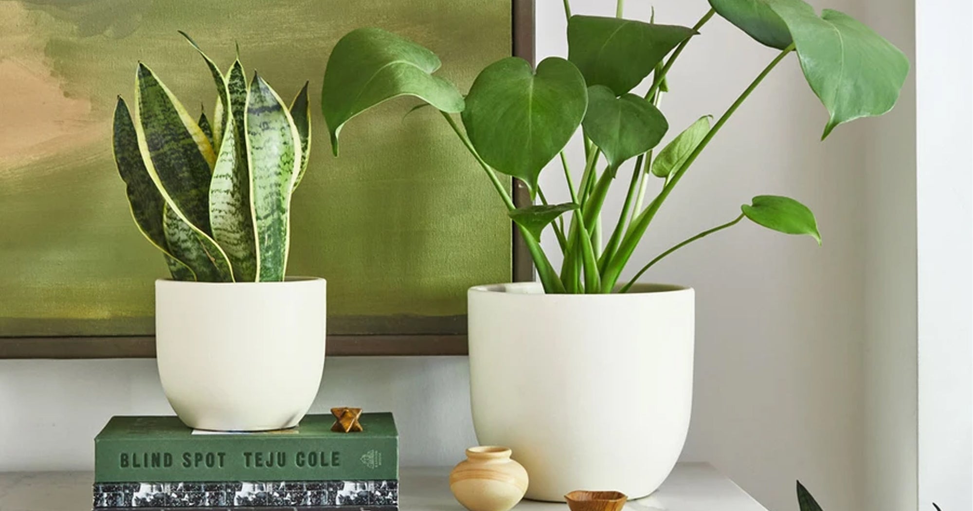 The Best Online Plant Stores To Order Houseplants
