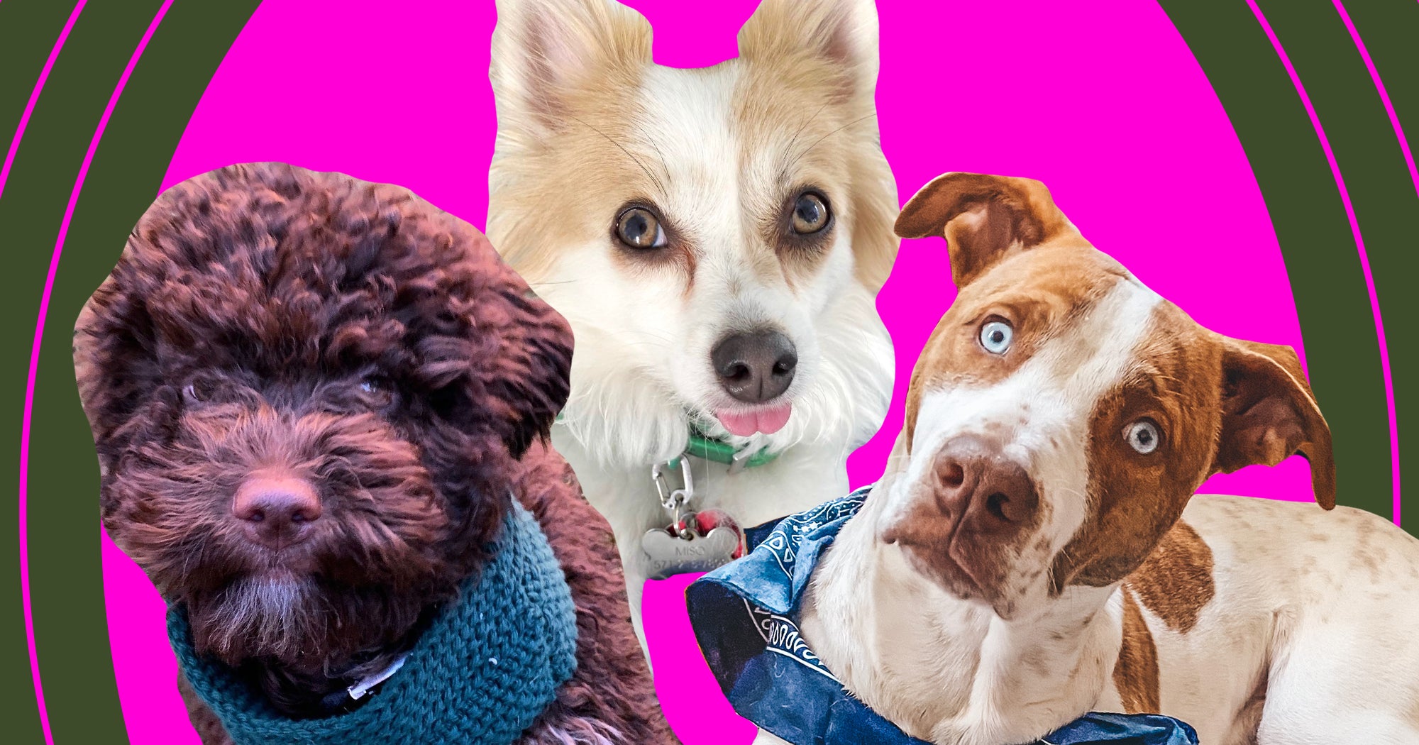 Best New Dog Products For Pet Parents In 2021