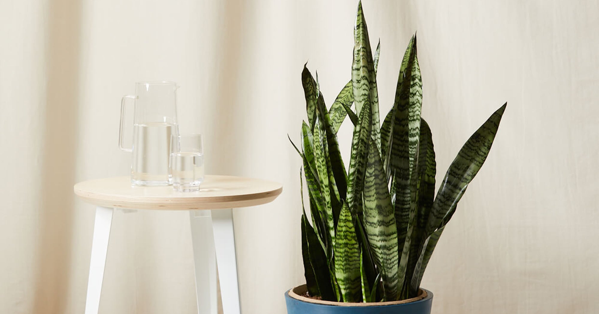 Best Air Purifying Plants For A Clean & Fresh House
