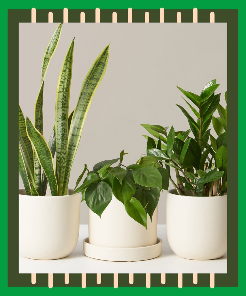 Sill’s Sold-Out Plant Subscription Boxes