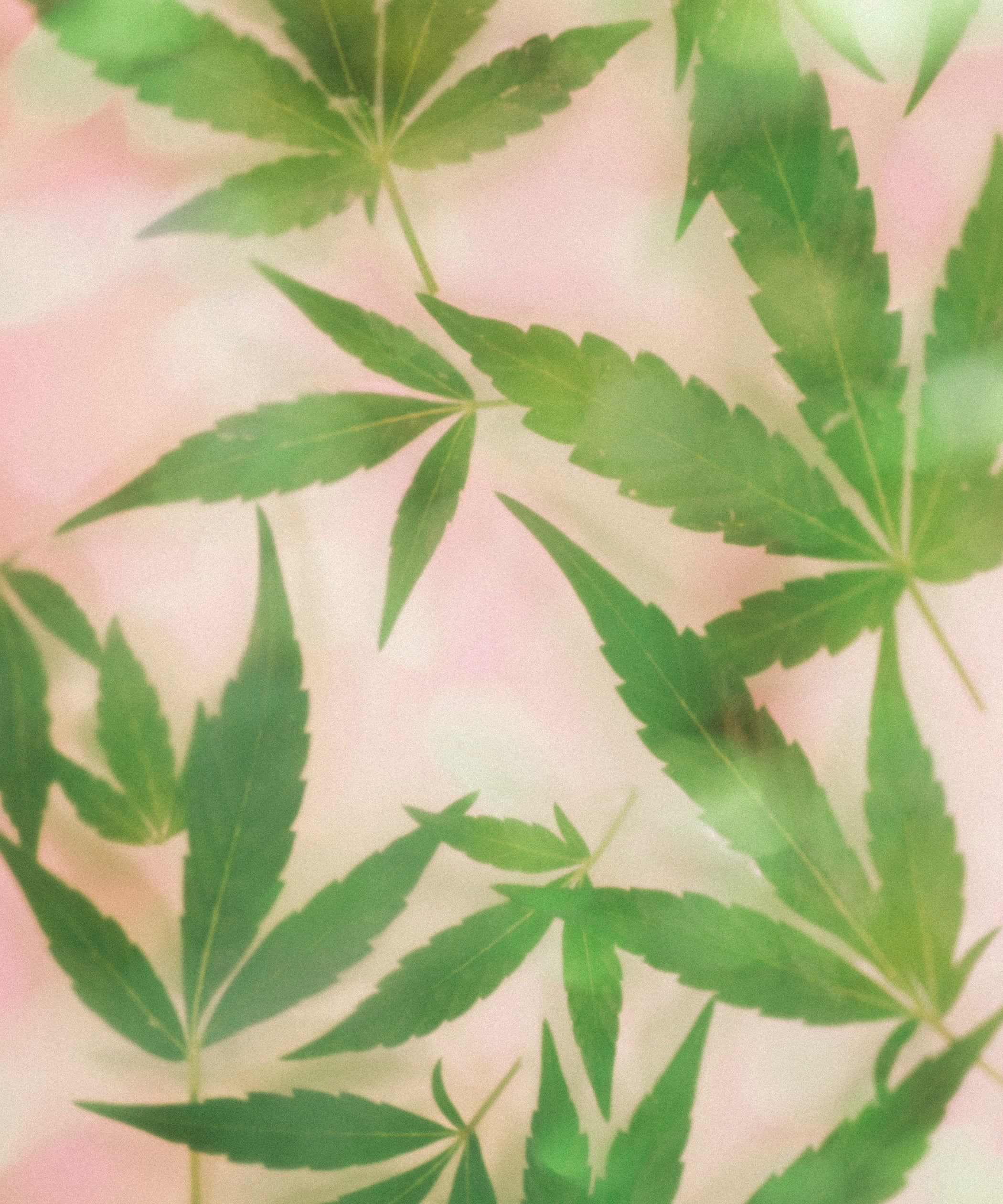 Are Marijuana Leaves Bad For Dogs