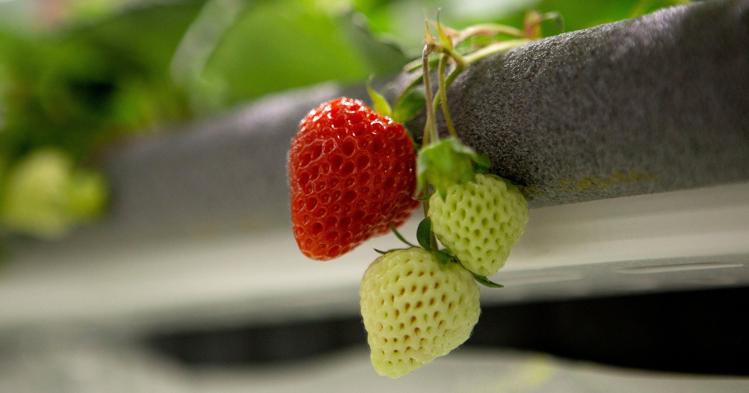 How Do Oishiis Omakase Berry Luxury Strawberries Taste?