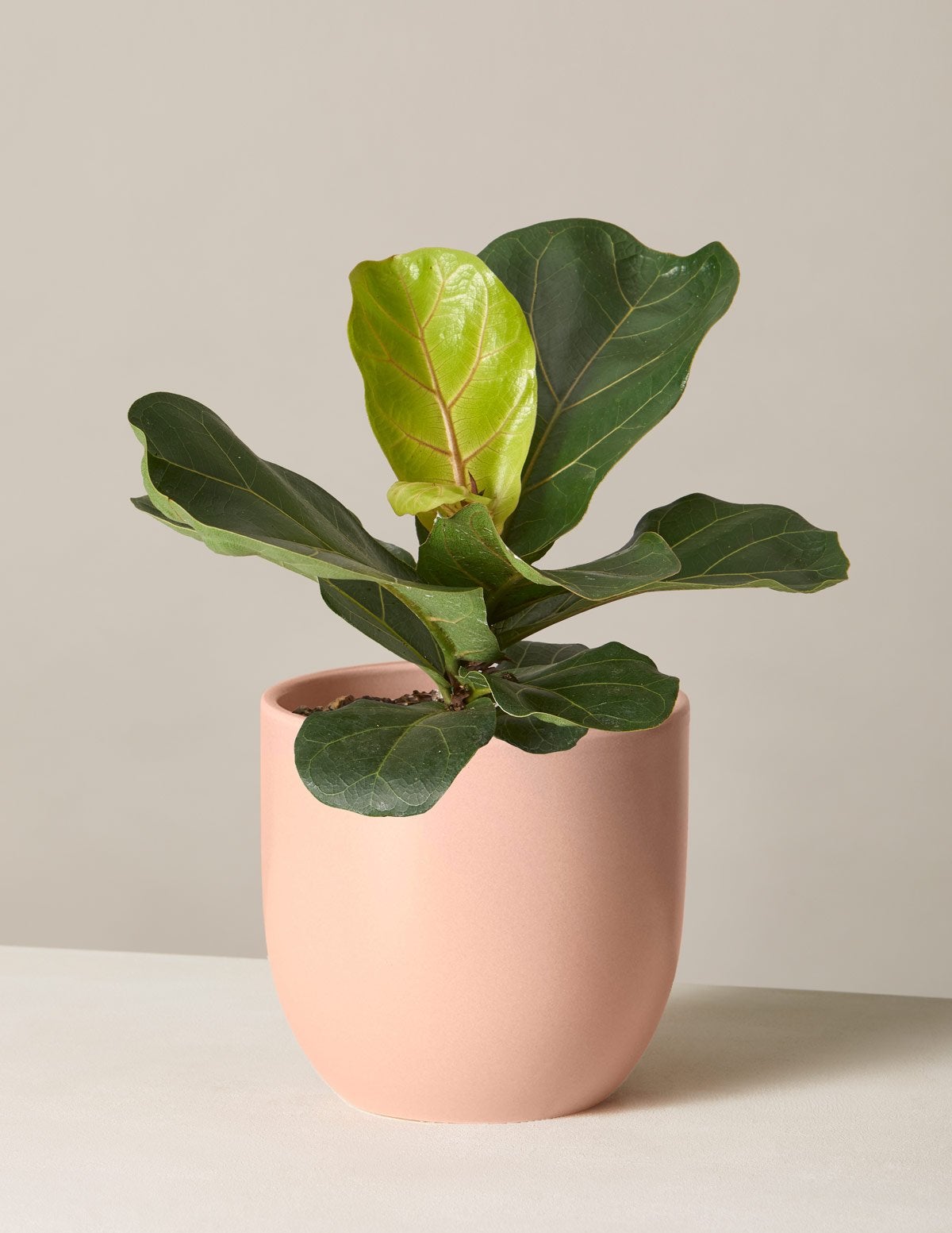 The Sill + Fiddle Leaf Fig
