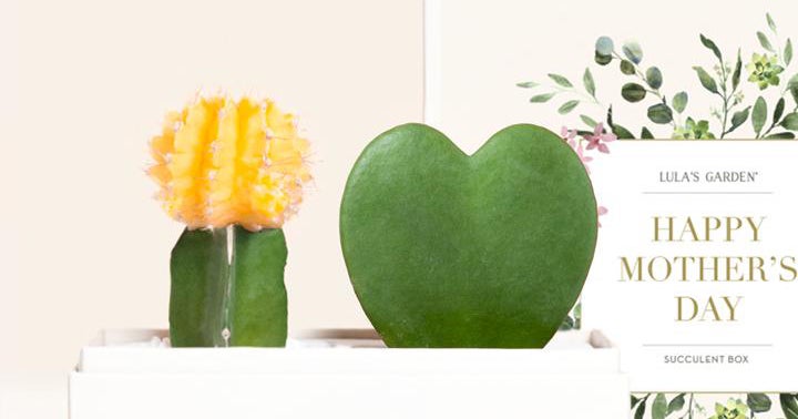 Best Mothers Day Plants To Gift Mom 2021