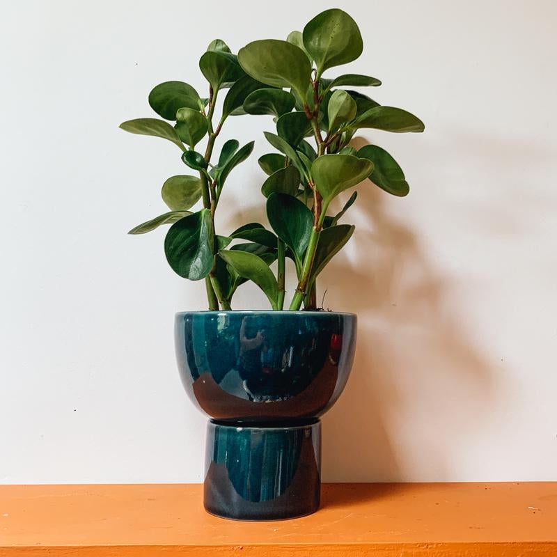 Our New Series On Sale Jungalow® Kaya 3-Piece Ceramic Planter By Justina  Blakeney™ are of high quality and quantity