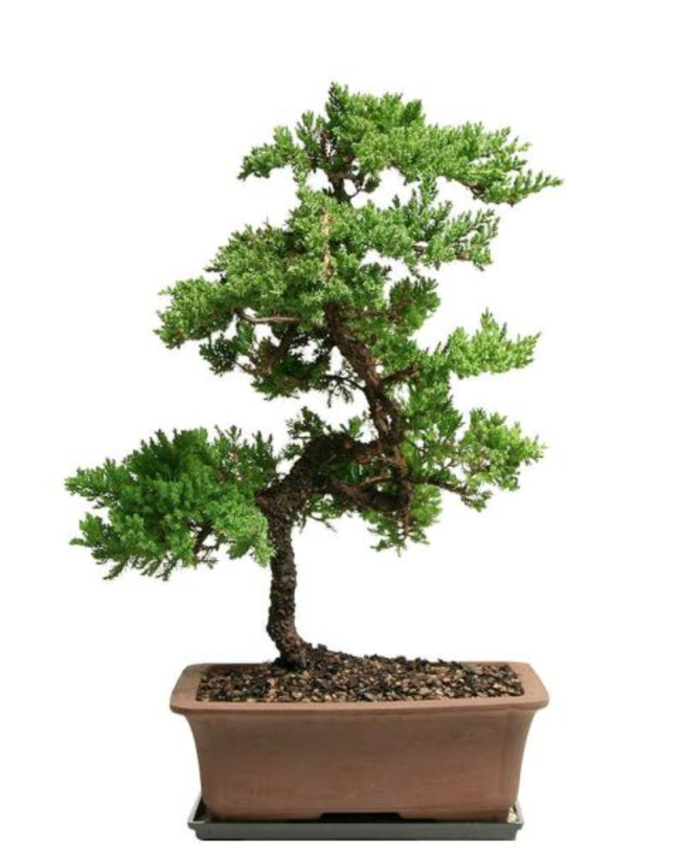 Home Depot + Outdoor Green Mound Juniper