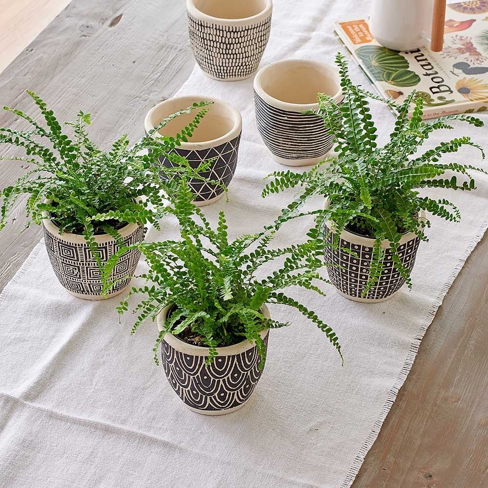 White Flower Farm + Lemon Button Fern Trio in Togo Pots