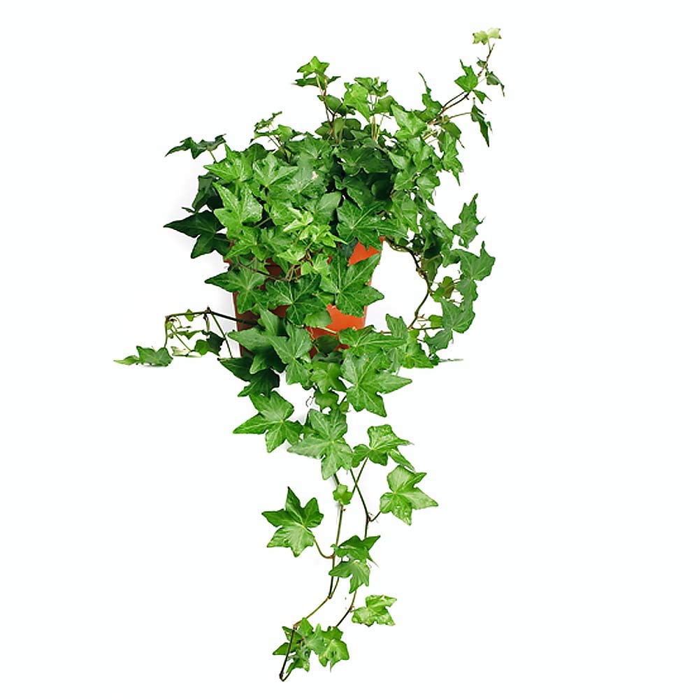 american plant exchange + english ivy