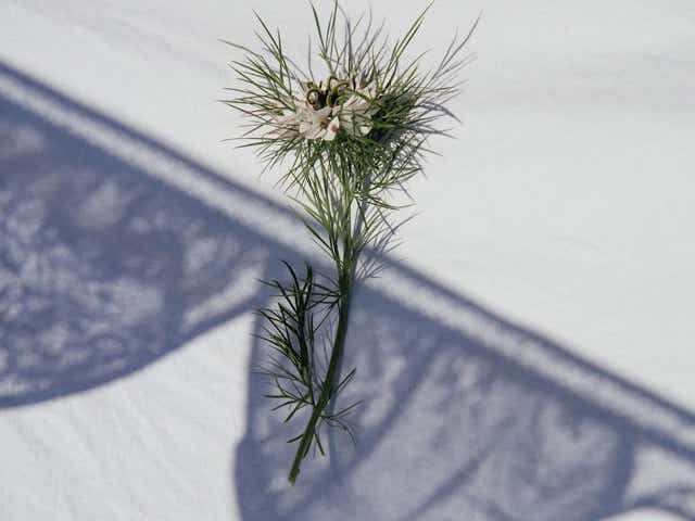 Image of a Flower on a white sheet with a shadow from a lace bra