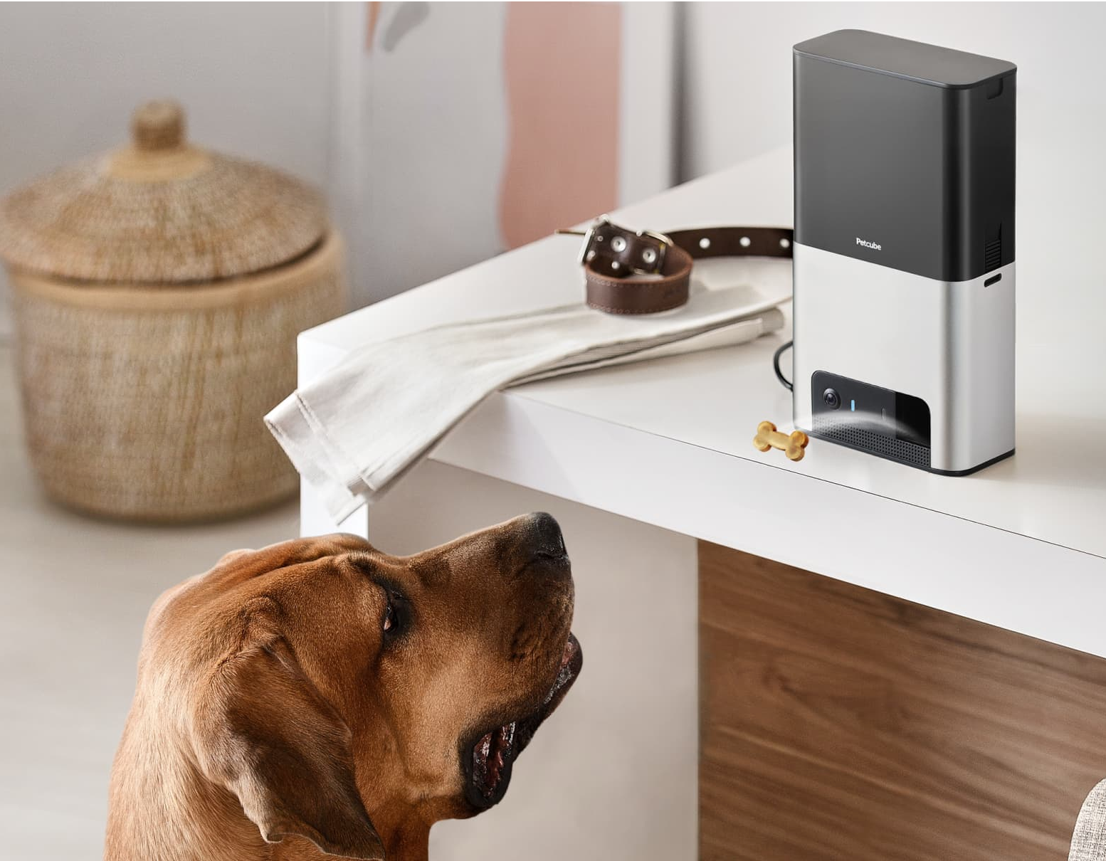 Petcube Petcube Bites 2 Wi Fi Pet Camera with Treat Dispenser