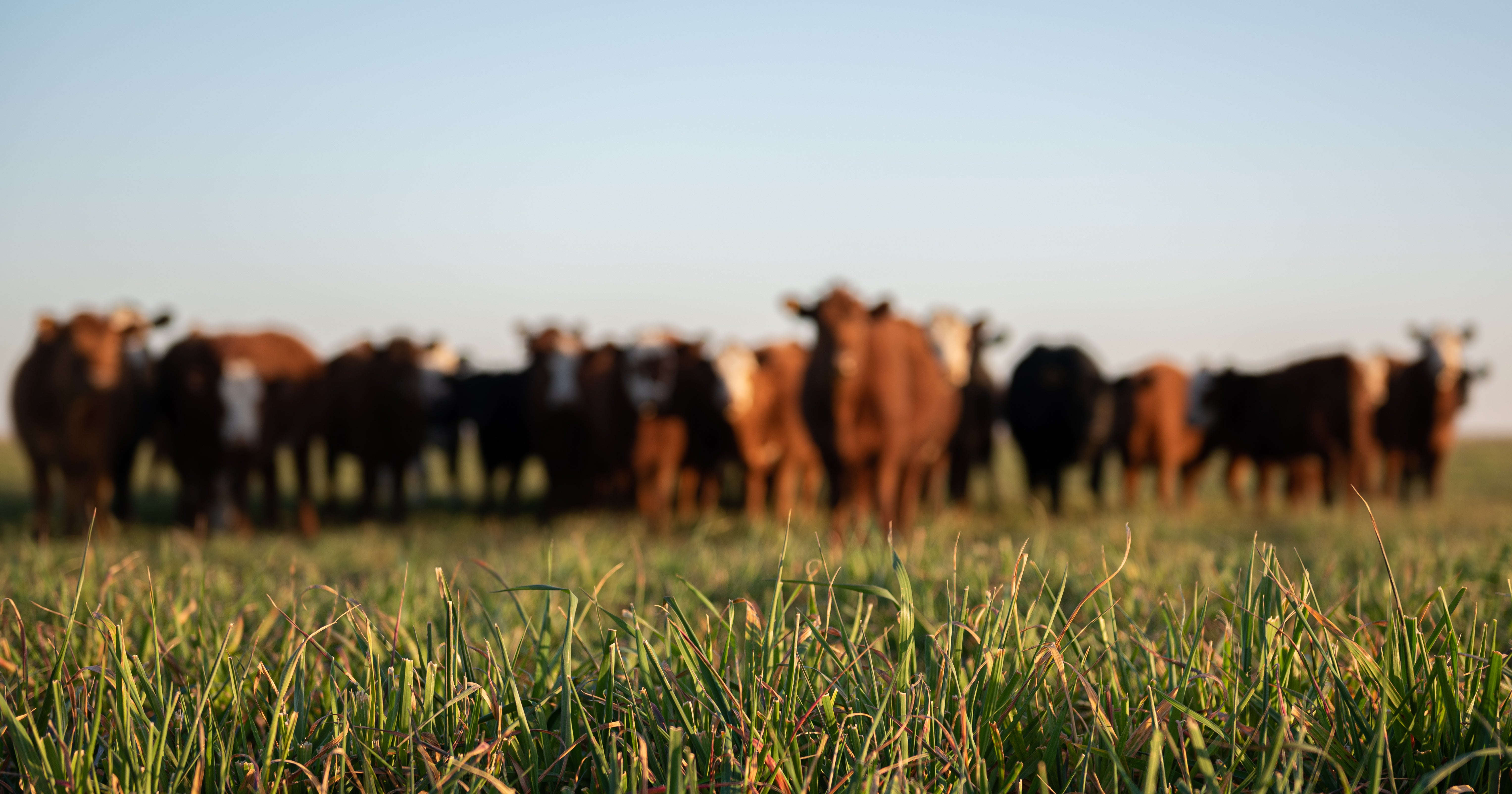 Can Veganism Prevent Climate Change? Can Veganism Prevent Climate Change?