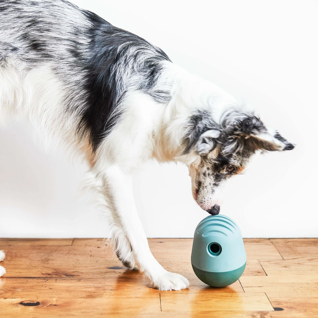 Dog toy for clearance separation anxiety