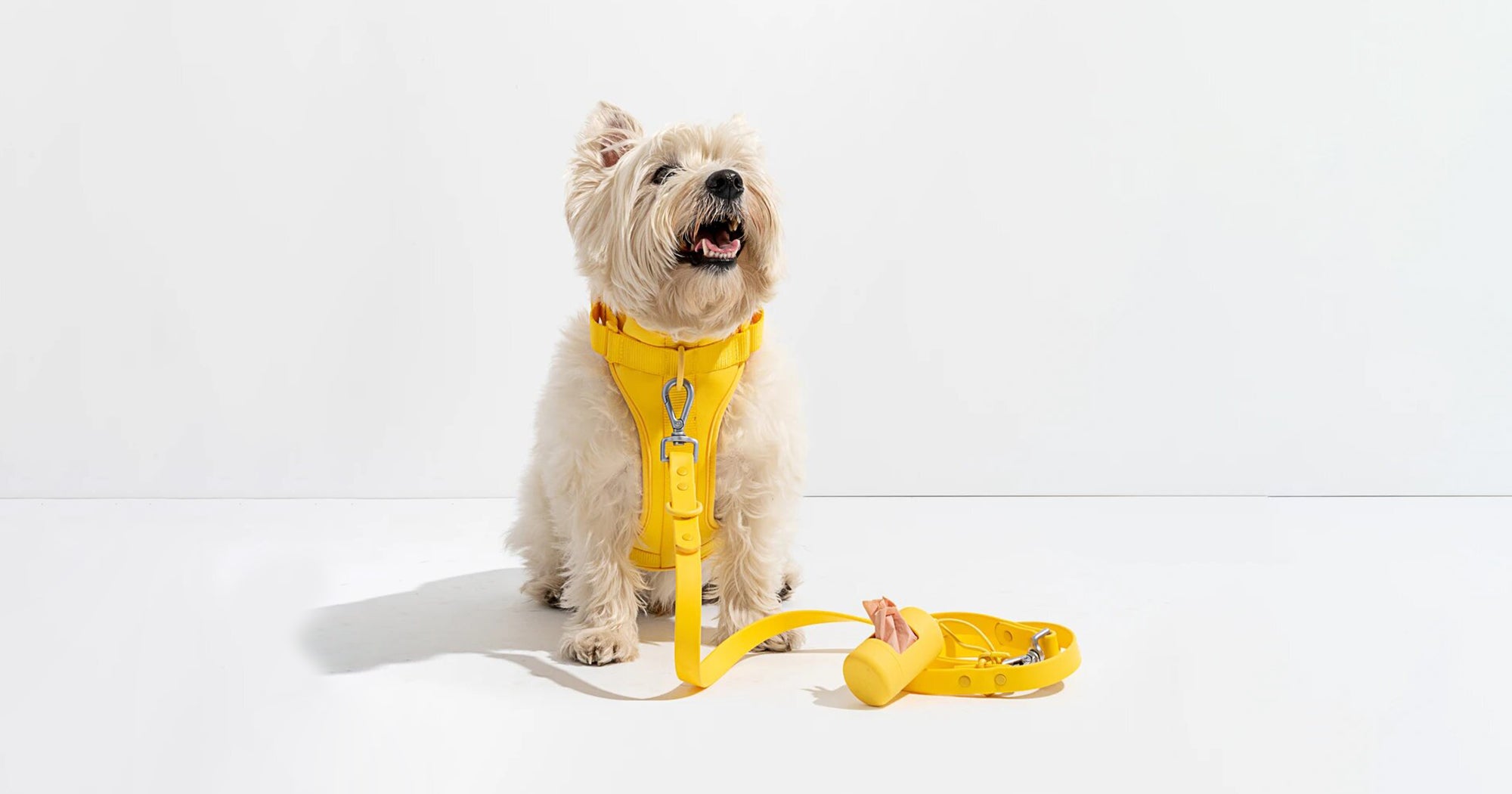 National Dog Day Sales & Deals On Chewy, Petco 2021