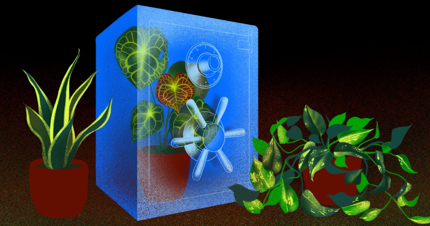 Inside The World Of Ultra Expensive Plant Collecting