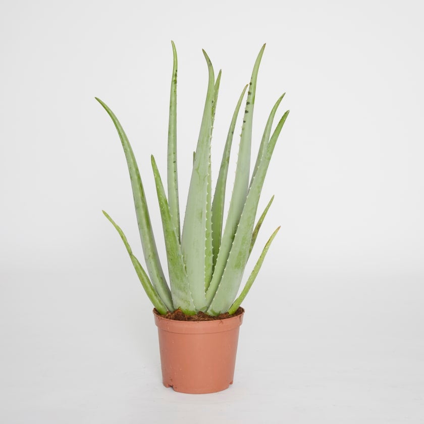 Patch Plants Discount Code Instagram at Craig James blog