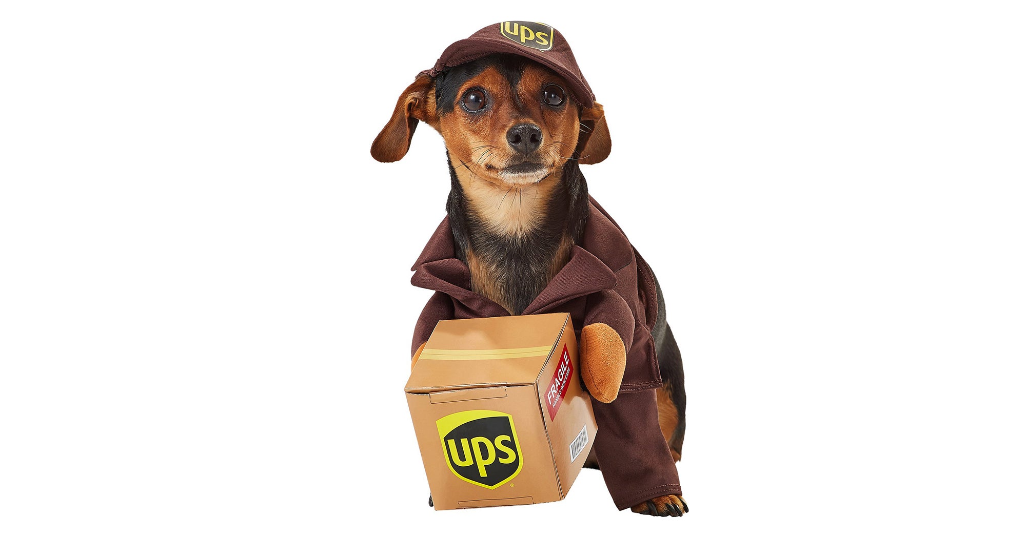 dog with ups costume