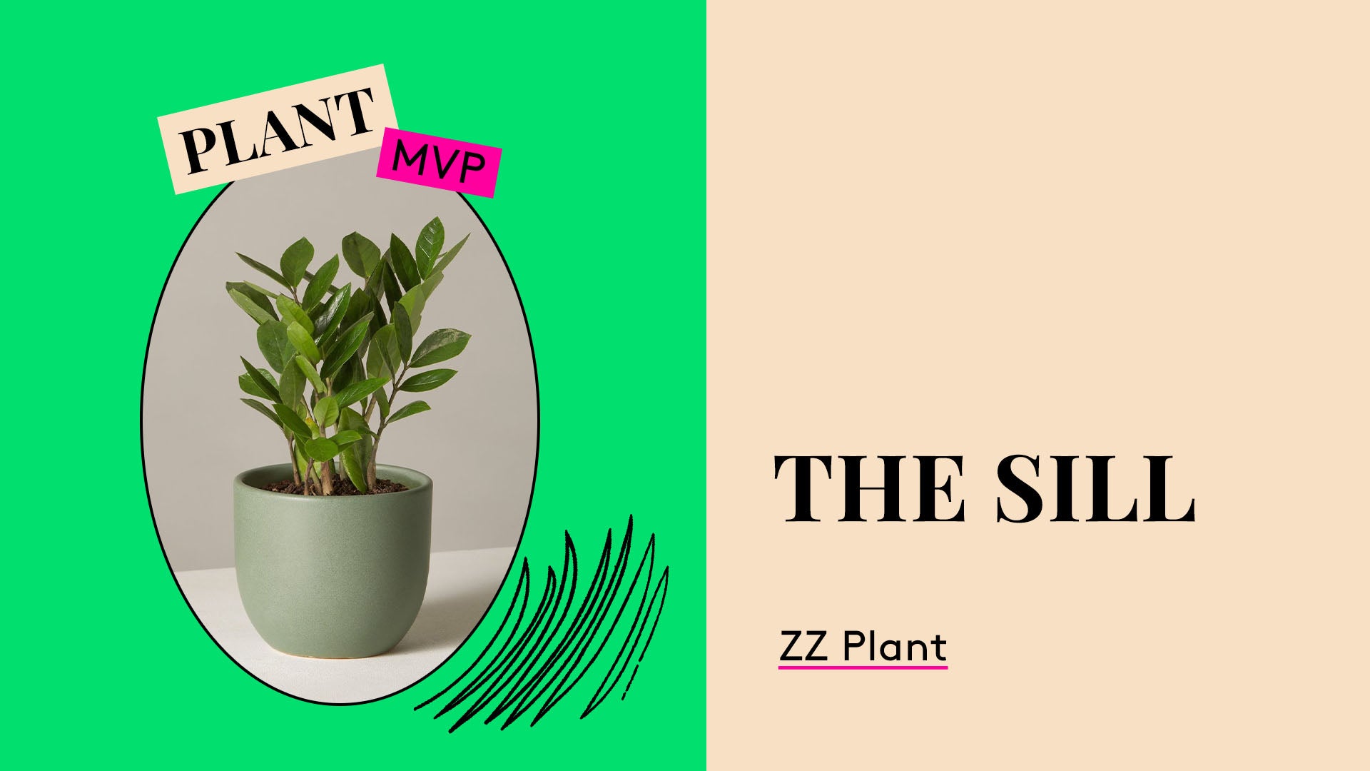 Plant MVP. The Sill ZZ Plant.