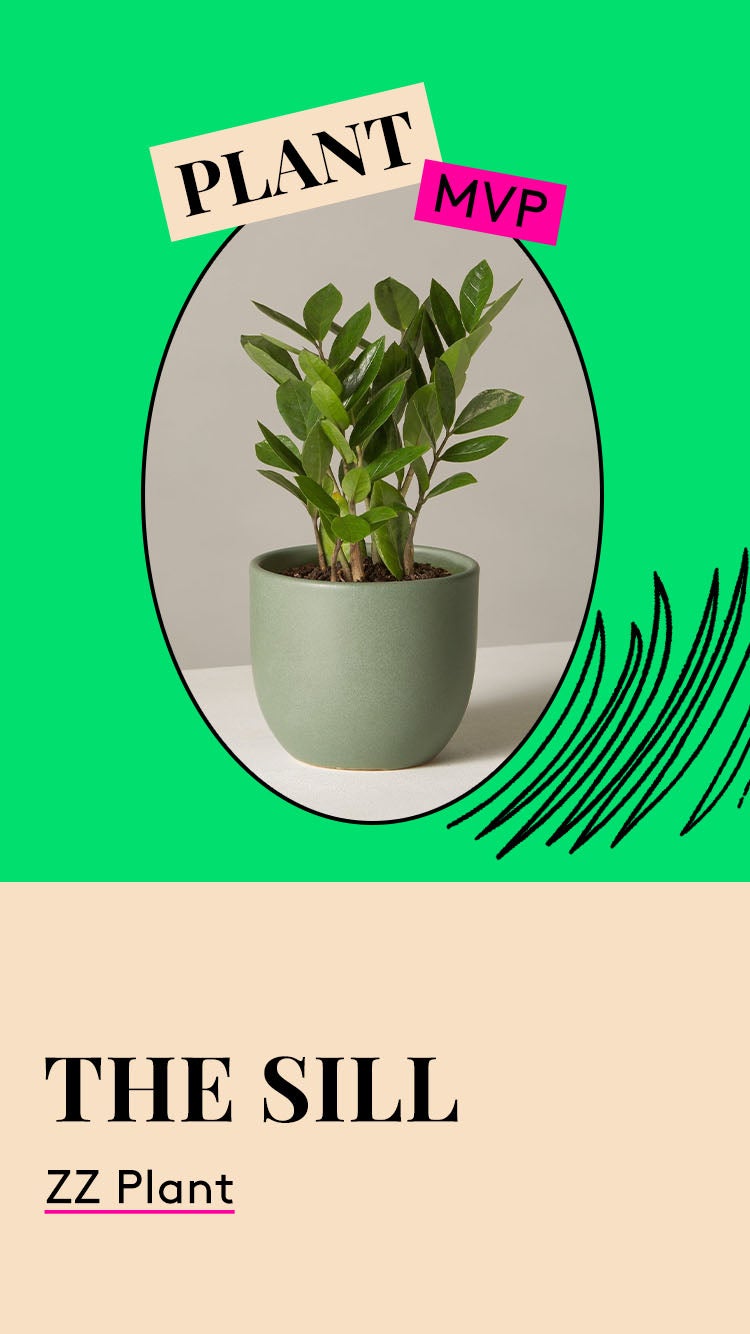 Plant MVP. The Sill ZZ Plant.