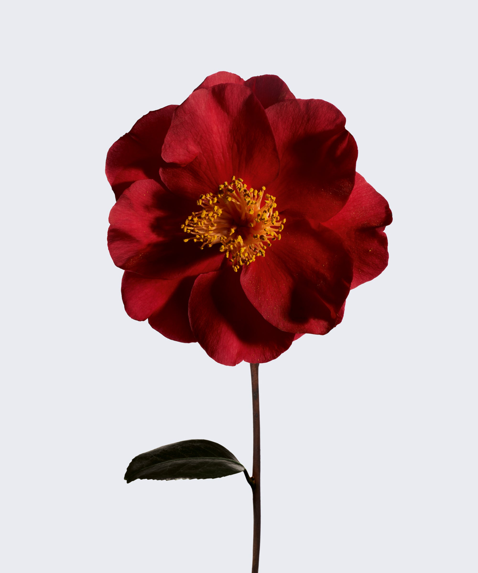 I Tried No. 1 de Chanel Sustainable Beauty Line I Tried No. 1 de Chanel Sustainable Beauty Line